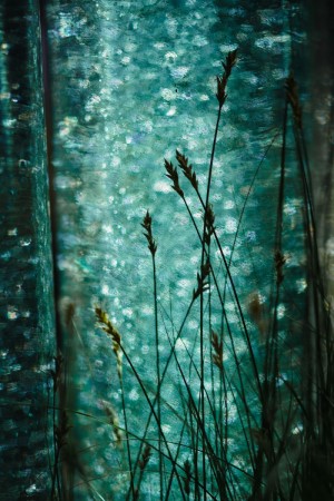 grasses